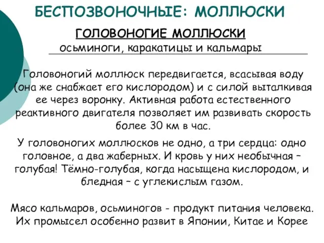 ГОЛОВОНОГИЕ МОЛЛЮСКИ осьминоги, каракатицы и кальмары У головоногих моллюсков не одно, а