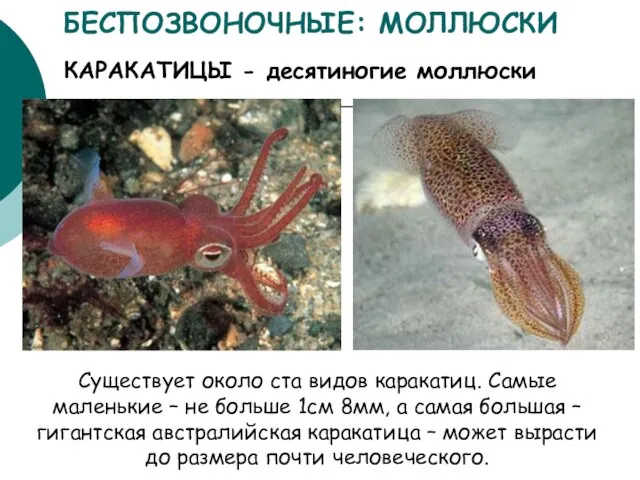 КАРАКАТИЦЫ - десятиногие моллюски БЕСПОЗВОНОЧНЫЕ: МОЛЛЮСКИ Существует около ста видов каракатиц. Самые