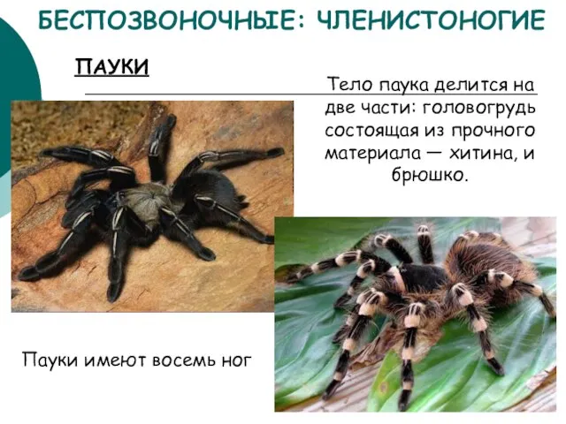 БЕСПОЗВОНОЧНЫЕ: ЧЛЕНИСТОНОГИЕ Тело паука делится на две части: головогрудь состоящая из прочного