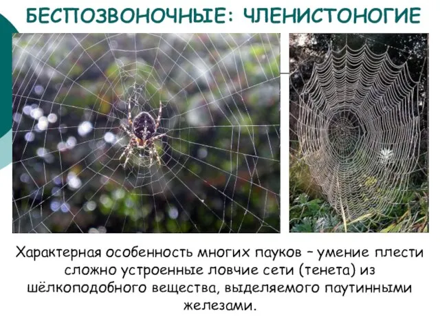 БЕСПОЗВОНОЧНЫЕ: ЧЛЕНИСТОНОГИЕ Характерная особенность многих пауков – умение плести сложно устроенные ловчие