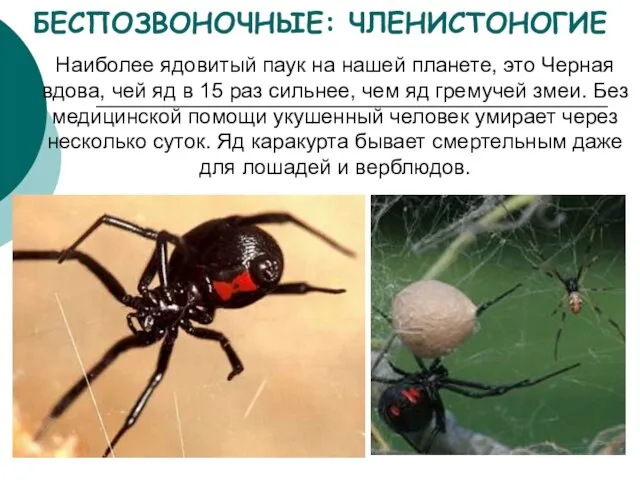 БЕСПОЗВОНОЧНЫЕ: ЧЛЕНИСТОНОГИЕ Наиболее ядовитый паук на нашей планете, это Черная вдова, чей