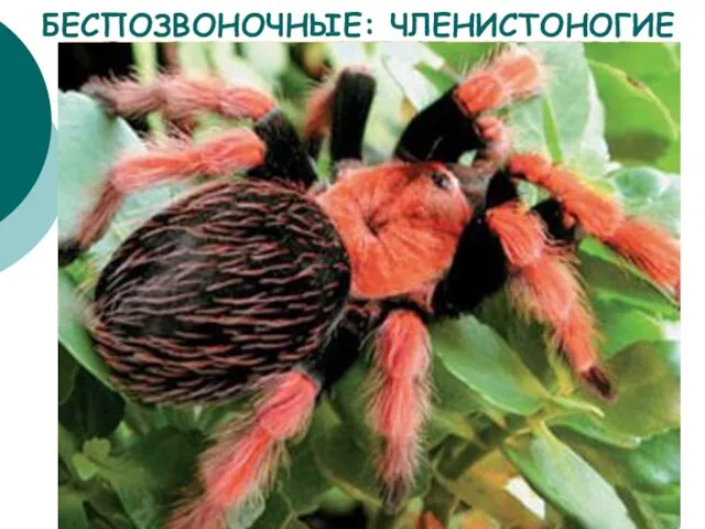 БЕСПОЗВОНОЧНЫЕ: ЧЛЕНИСТОНОГИЕ Поймав добычу (например, насекомое) при помощи паутины, паук убивает её