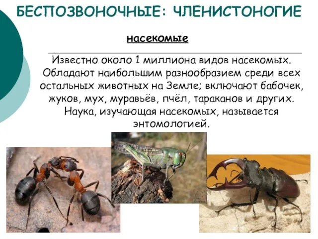 БЕСПОЗВОНОЧНЫЕ: ЧЛЕНИСТОНОГИЕ насекомые Известно около 1 миллиона видов насекомых. Обладают наибольшим разнообразием