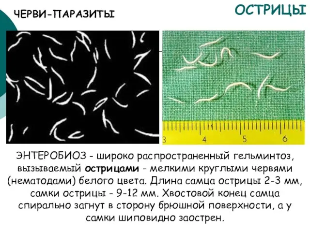 ОСТРИЦЫ ЭНТЕРОБИОЗ - широко распространенный гельминтоз, вызываемый острицами - мелкими круглыми червями