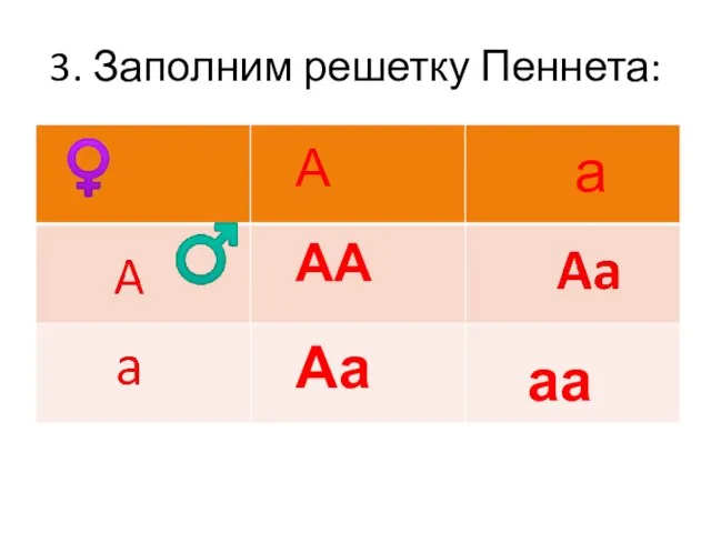 3. Заполним решетку Пеннета: А а АА Аа аа ♂ ♀