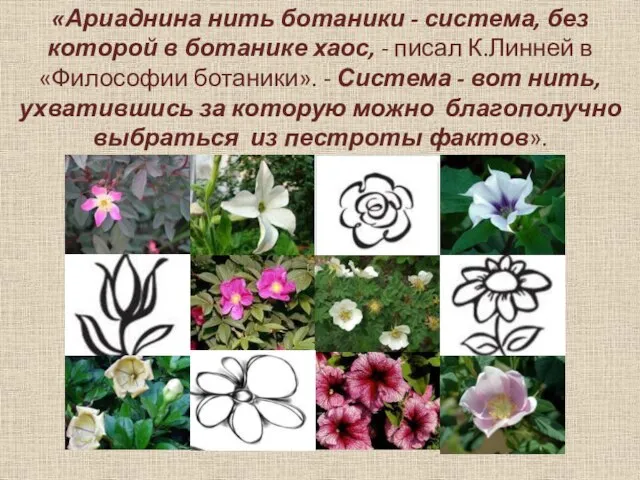 «Ариаднина нить ботаники - система, без которой в ботанике хаос, - писал