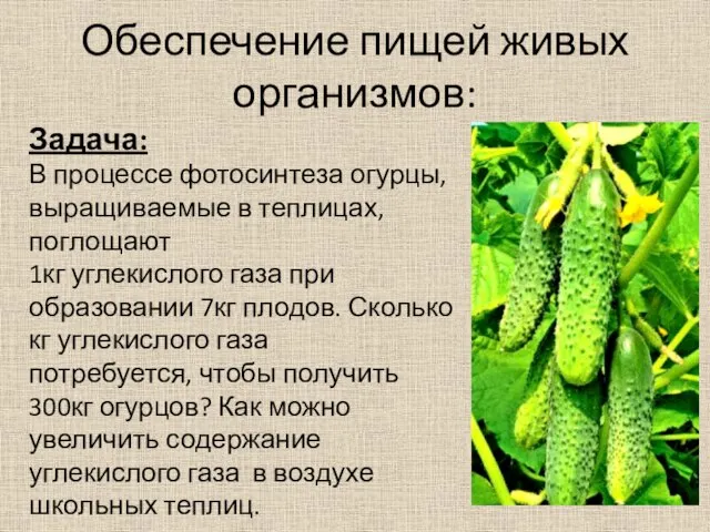 Обеспечение пищей живых организмов: Задача: В процессе фотосинтеза огурцы, выращиваемые в теплицах,