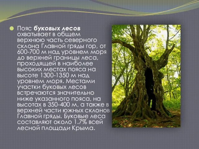 Пояс буковых лесов охватывает в общем верхнюю часть северного склона Главной гряды