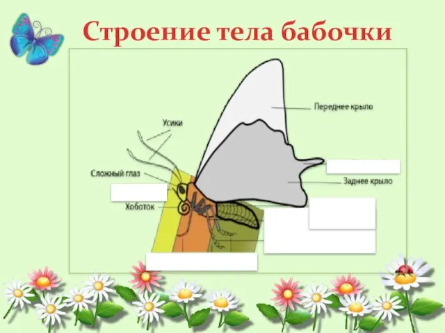 Строение тела бабочки