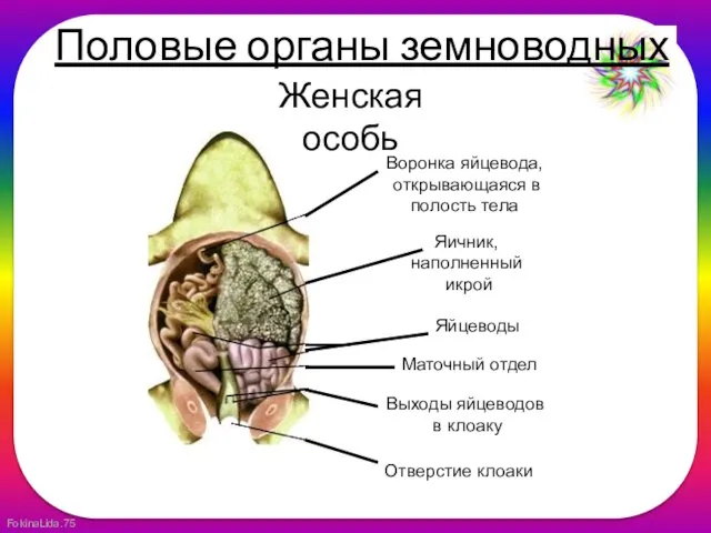 Женская особь Воронка яйцевода, открывающаяся в полость тела Яичник, наполненный икрой Яйцеводы