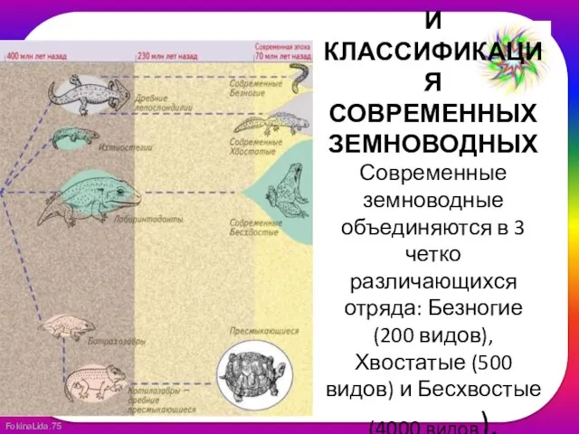 ВИДОВОЕ РАЗНООБРАЗИЕ И КЛАССИФИКАЦИЯ СОВРЕМЕННЫХ ЗЕМНОВОДНЫХ Современные земноводные объединяются в 3 четко