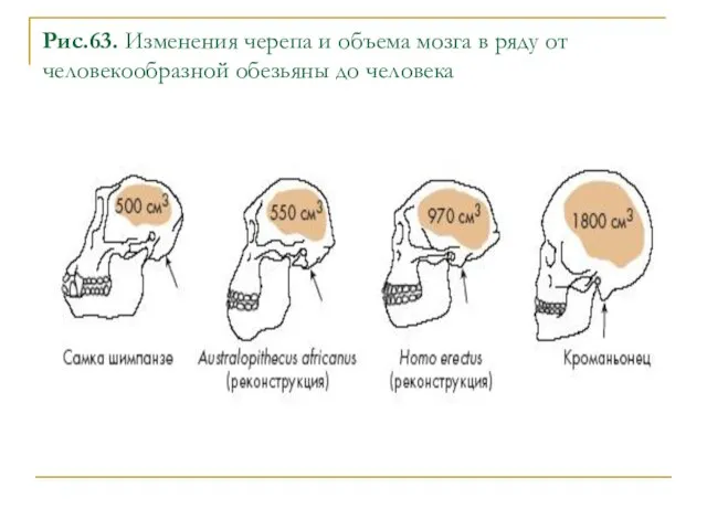 Рис.63. Изменения черепа и объема мозга в ряду от человекообразной обезьяны до человека