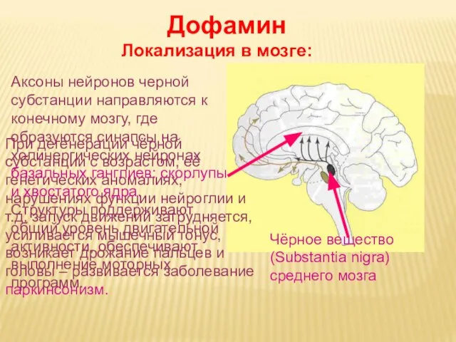 Дневное отделение фармацевтического факультета Чёрное вещество (Substantia nigra) среднего мозга Дофамин Локализация