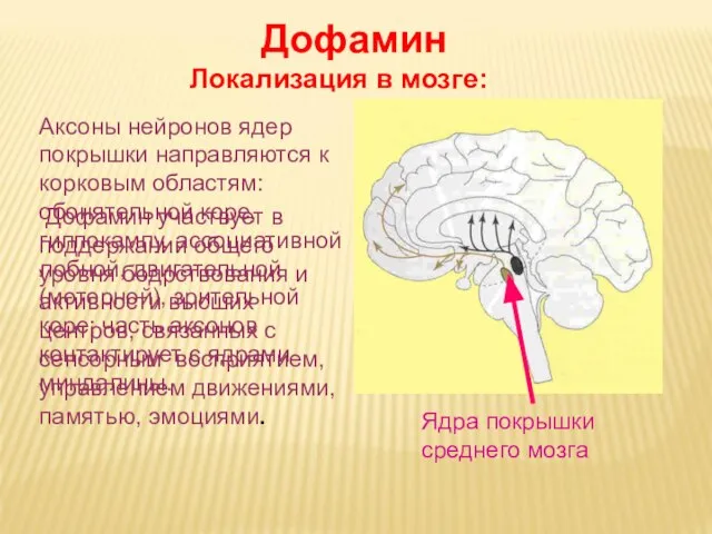 Дневное отделение фармацевтического факультета Ядра покрышки среднего мозга Дофамин Локализация в мозге: