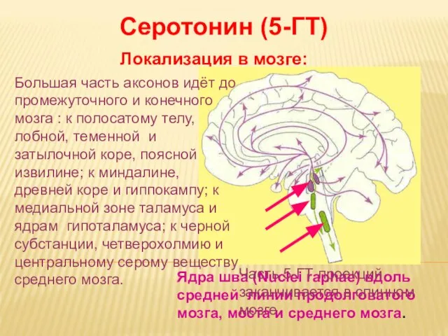 Дневное отделение фармацевтического факультета Серотонин (5-ГТ) Локализация в мозге: Ядра шва (Nuclei