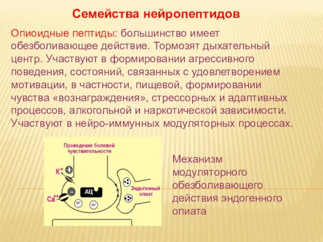 Дневное отделение фармацевтического факультета Семейства нейропептидов Опиоидные пептиды: большинство имеет обезболивающее действие.