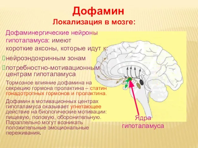 Дневное отделение фармацевтического факультета Ядра гипоталамуса Дофамин Локализация в мозге: Дофаминергические нейроны