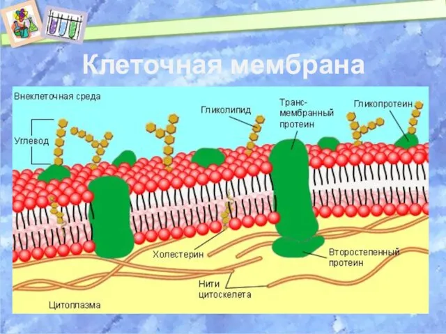 Клеточная мембрана