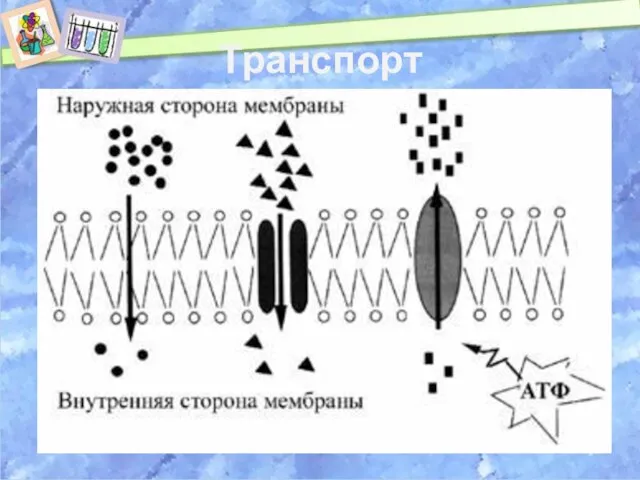 Транспорт