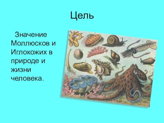 Цель Значение Моллюсков и Иглокожих в природе и жизни человека.