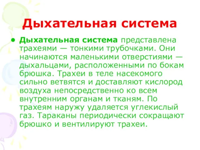 Дыхательная система Дыхательная система представлена трахеями — тонкими трубочками. Они начинаются маленькими