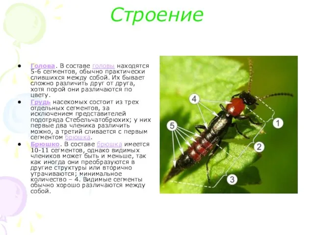 Строение Голова. В составе головы находятся 5-6 сегментов, обычно практически слившихся между