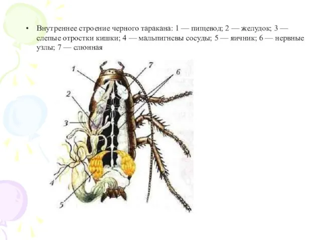 Внутреннее строение черного таракана: 1 — пищевод; 2 — желудок; 3 —