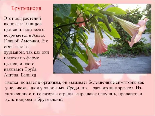 Бругмансия Этот род растений включает 10 видов цветов и чаще всего встречается