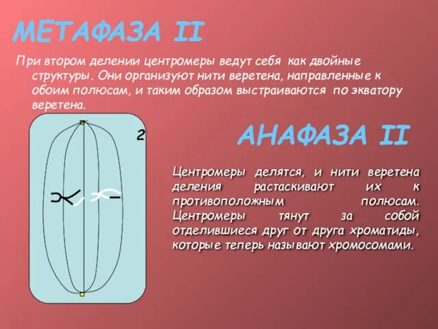 МЕТАФАЗА II При втором делении центромеры ведут себя как двойные структуры. Они