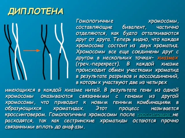 ДИПЛОТЕНА Гомологичные хромосомы, составляющие бивалент, частично отделяются, как будто отталкиваются друг от