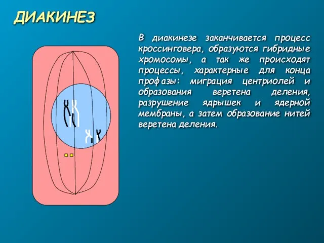 ДИАКИНЕЗ В диакинезе заканчивается процесс кроссинговера, образуются гибридные хромосомы, а так же