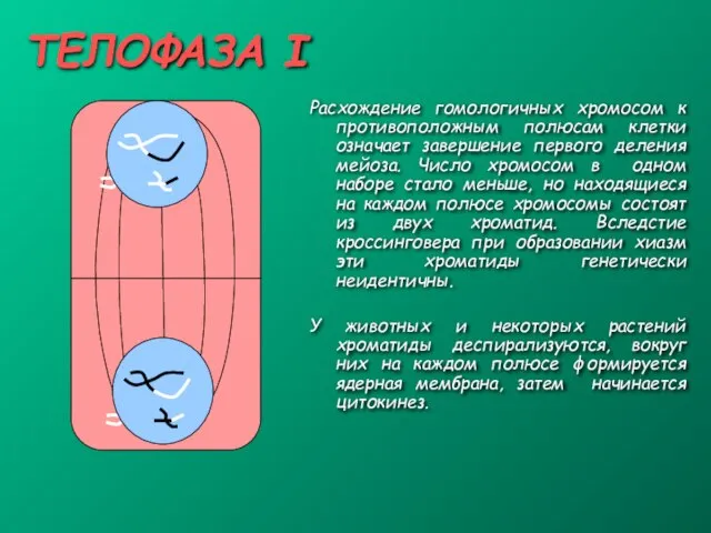 ТЕЛОФАЗА I Расхождение гомологичных хромосом к противоположным полюсам клетки означает завершение первого