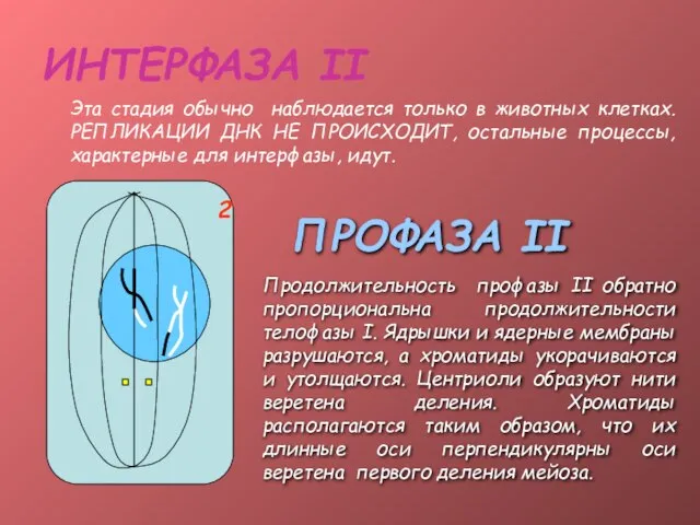 ИНТЕРФАЗА II Эта стадия обычно наблюдается только в животных клетках. РЕПЛИКАЦИИ ДНК