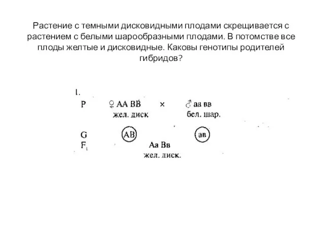 Растение с темными дисковидными плодами скрещивается с растением с белыми шарообразными плодами.