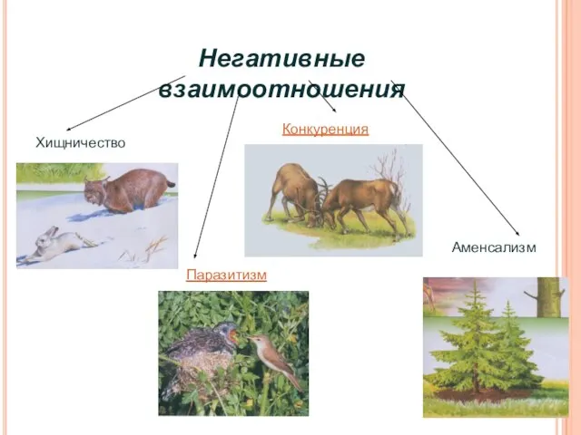 Негативные взаимоотношения Хищничество Паразитизм Конкуренция Аменсализм