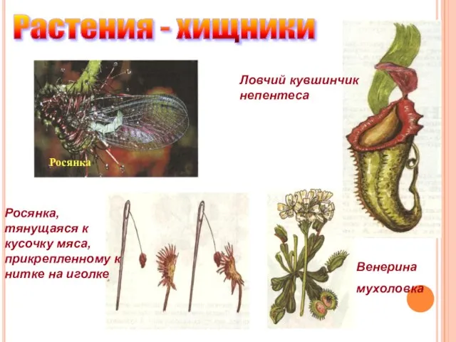 Растения - хищники Росянка Росянка, тянущаяся к кусочку мяса, прикрепленному к нитке