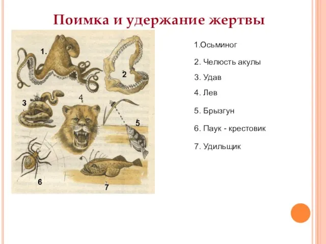 Поимка и удержание жертвы 1.Осьминог 2. Челюсть акулы 3. Удав 4. Лев