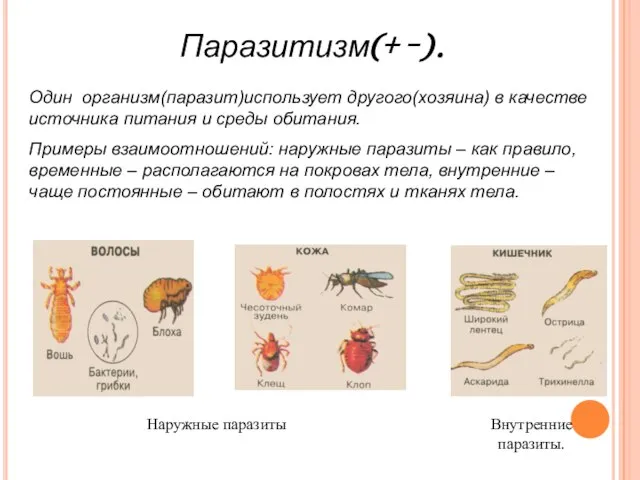 Паразитизм(+ -). Один организм(паразит)использует другого(хозяина) в качестве источника питания и среды обитания.