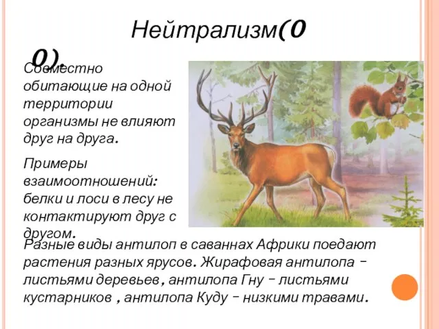 Нейтрализм(0 0). Совместно обитающие на одной территории организмы не влияют друг на