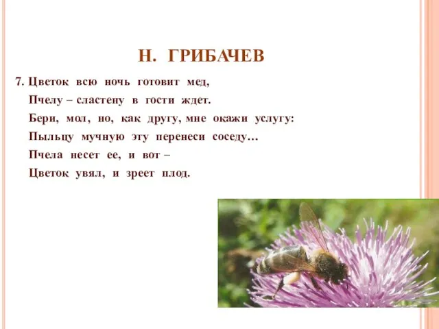 Н. ГРИБАЧЕВ 7. Цветок всю ночь готовит мед, Пчелу – сластену в