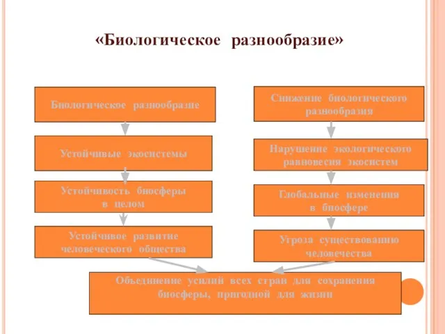 Биологическое разнообразие Снижение биологического разнообразия Устойчивые экосистемы Нарушение экологического равновесия экосистем Устойчивость