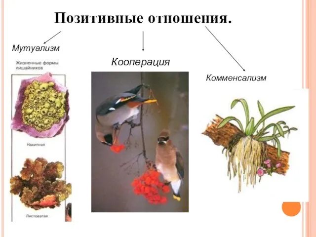 Кооперация Мутуализм Комменсализм Позитивные отношения.