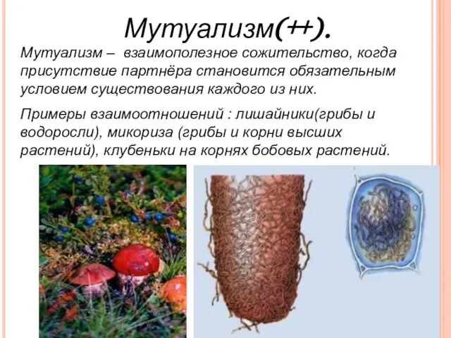 Мутуализм – взаимополезное сожительство, когда присутствие партнёра становится обязательным условием существования каждого