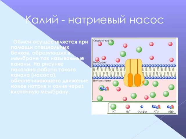 Калий - натриевый насос Обмен осуществляется при помощи специальных белков, образующих в