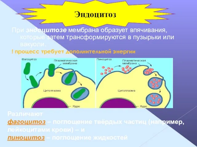 При эндоцитозе мембрана образует впячивания, которые затем трансформируются в пузырьки или вакуоли.