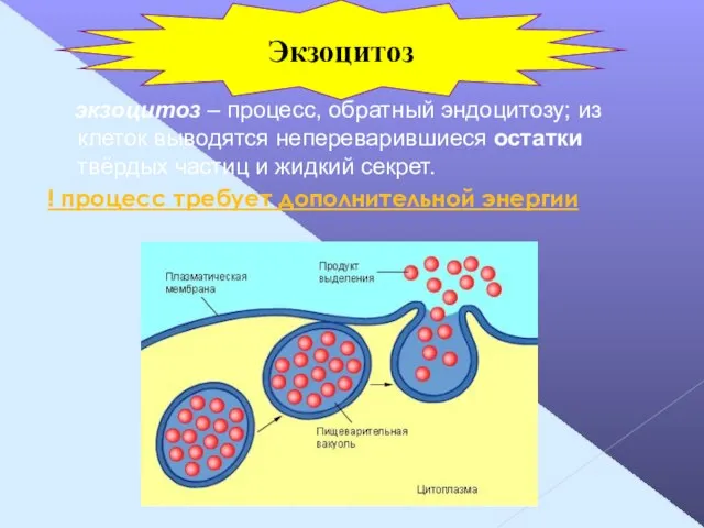 экзоцитоз – процесс, обратный эндоцитозу; из клеток выводятся непереварившиеся остатки твёрдых частиц