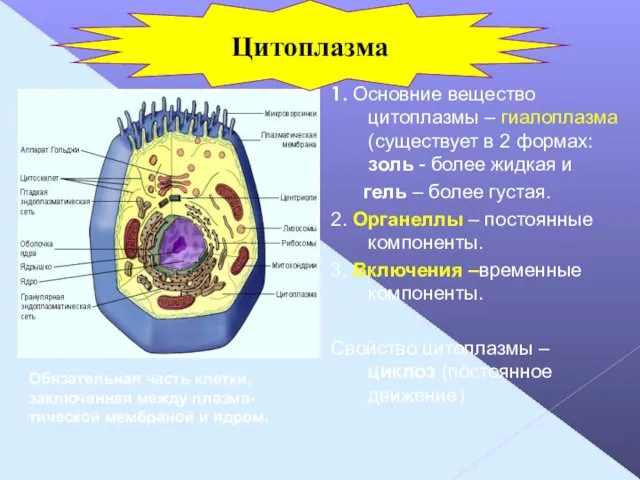 1. Основние вещество цитоплазмы – гиалоплазма (существует в 2 формах: золь -