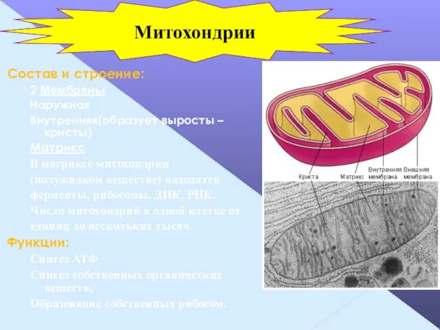 Состав и строение: 2 Мембраны Наружная Внутренняя(образует выросты – кристы) Матрикс В