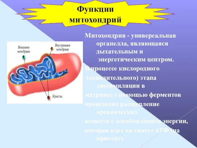 Митохондрия - универсальная органелла, являющаяся дыхательным и энергетическим центром. В процессе кислородного