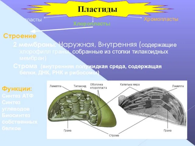 Строение 2 мембраны: Наружная, Внутренняя (содержащие хлорофилл граны, собранные из стопки тилакоидных